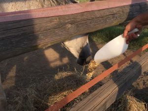 Il benessere e l’alimentazione del cavallo
