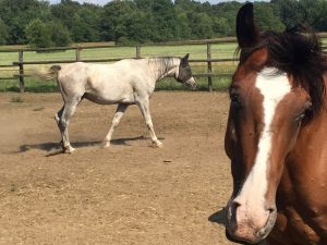 Cavallo in mezza fida